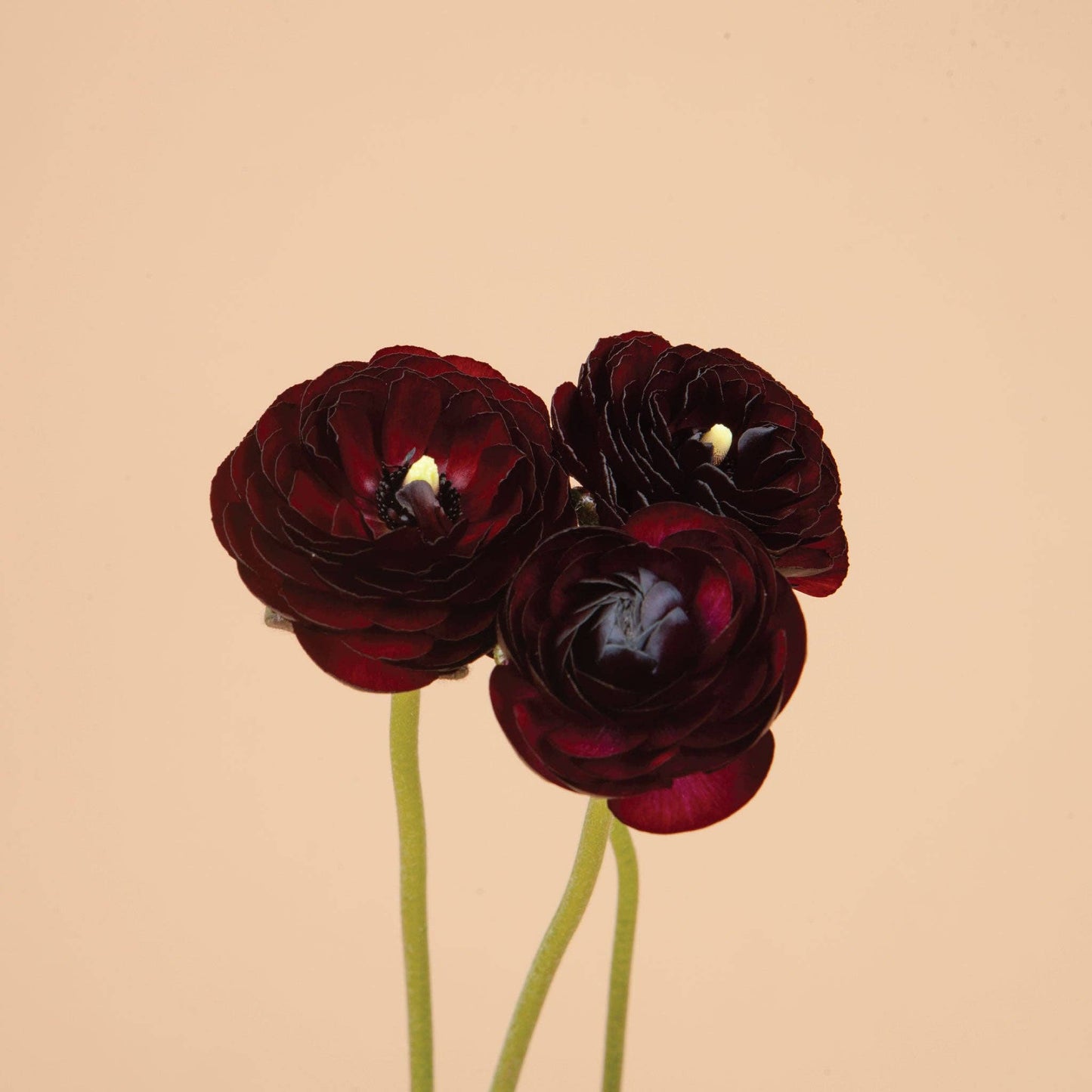 Ranunculus Black Amandine - 15 Corms