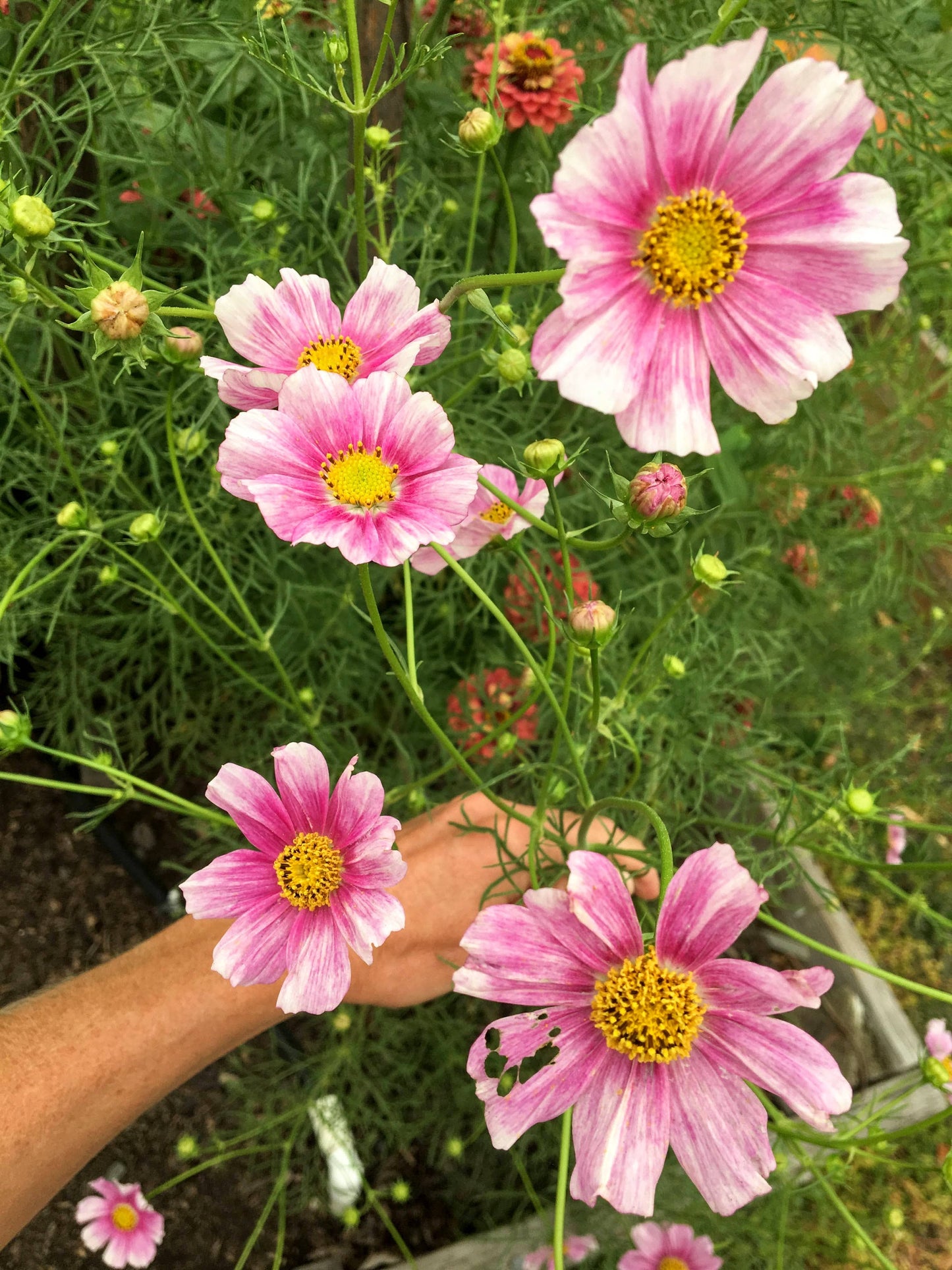 Cosmos 'Daydream' Flower Seeds