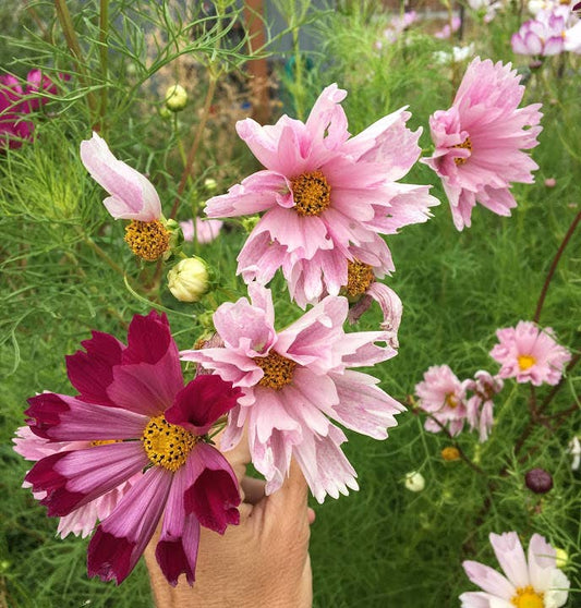 Cosmos 'Seashells' Flower Seeds