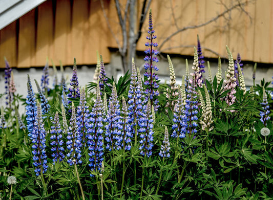 Lupine 'Pixie Delight' Flower Seeds