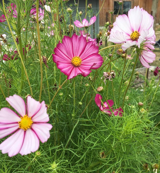 Cosmos 'Picotee' Flower Seeds