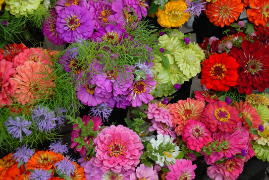 Zinnia Seeds 'California Giants'