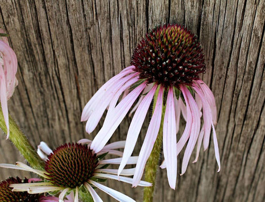 Purple Coneflower Seeds