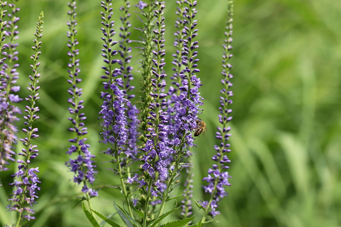 Veronica spicata flower seeds, Speedwell seeds