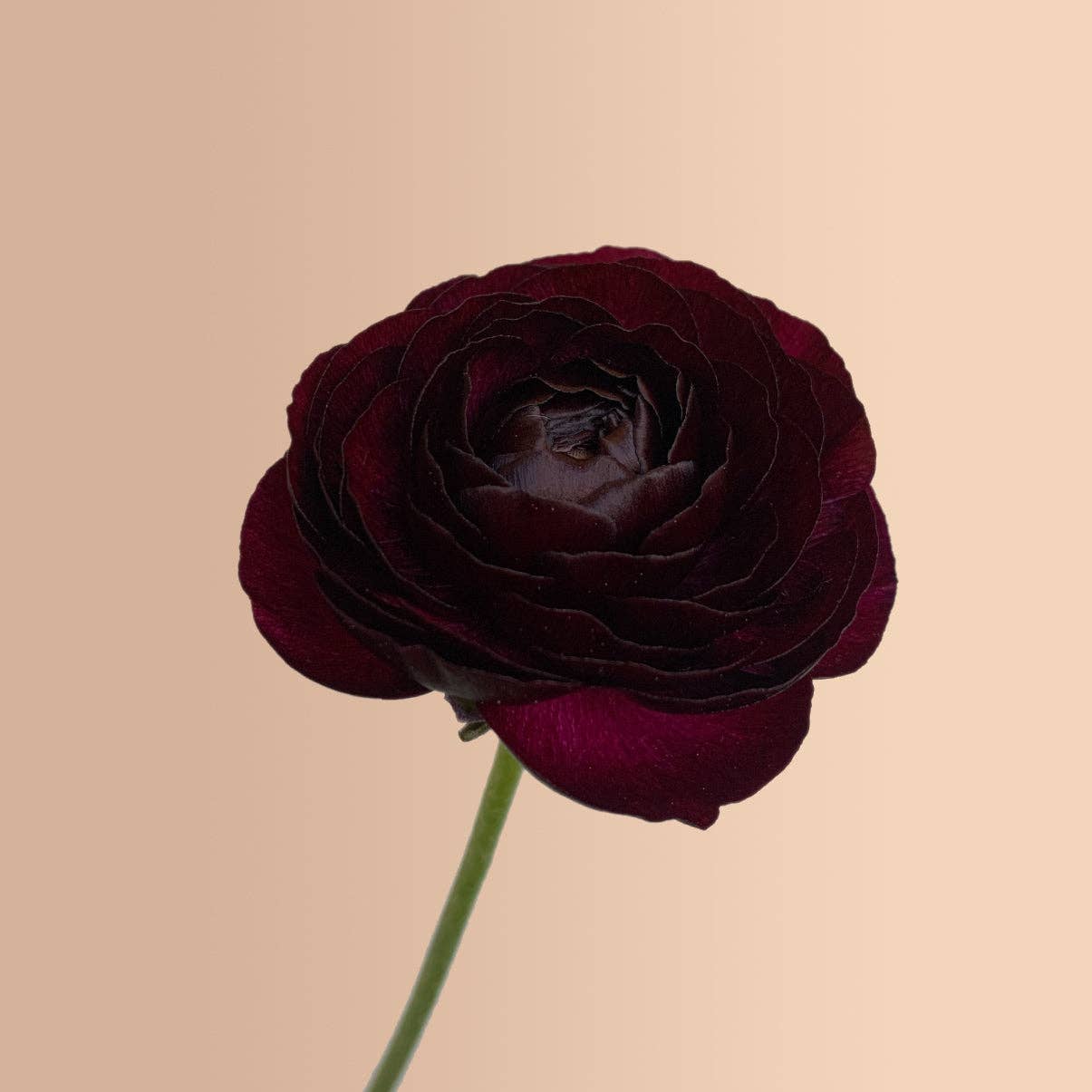 Ranunculus Black Amandine - 15 Corms