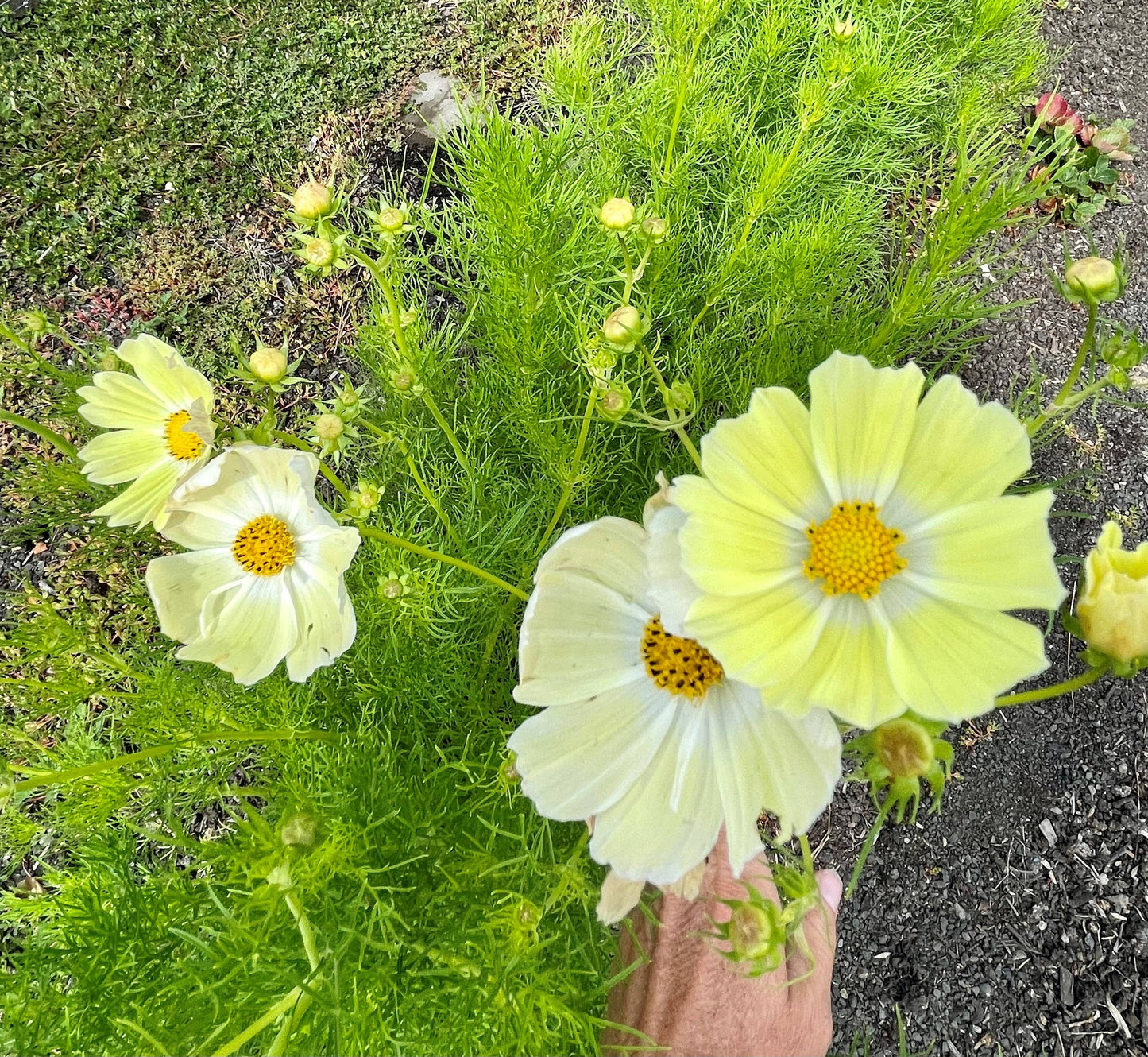 Cosmos 'Sunset Yellow' Flower Seeds