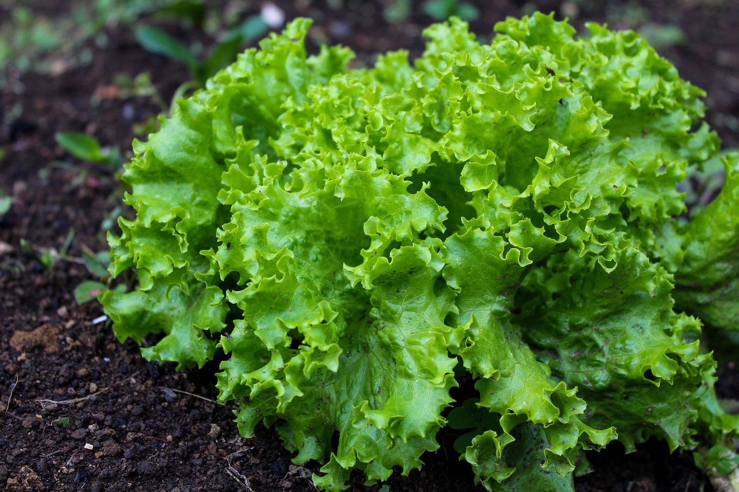 Lettuce Seeds 'Green Ice'