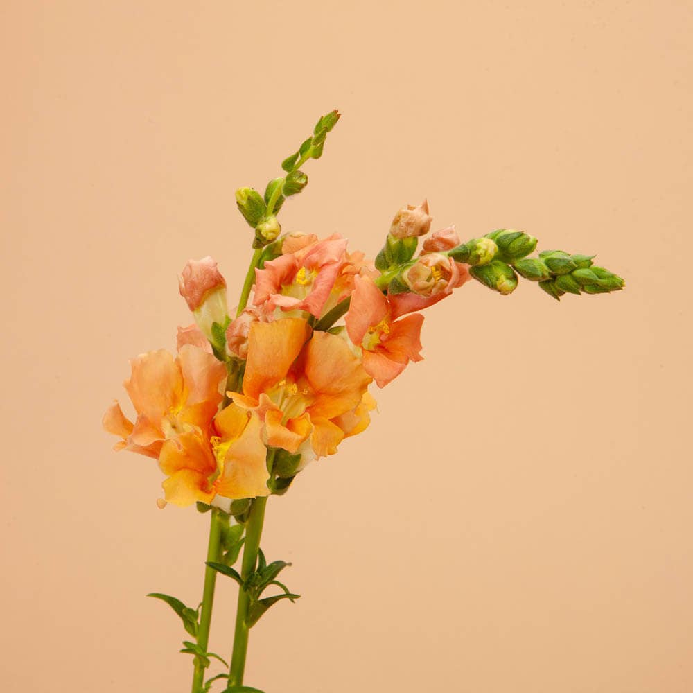 Chantilly Salmon Snapdragon - 50 Seeds