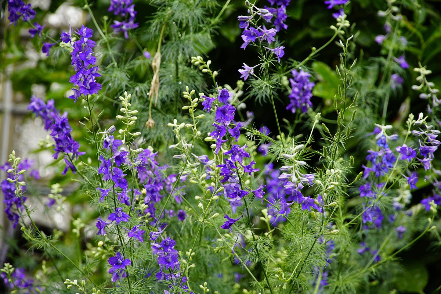 Larkspur 'Giant Imperial' Flower Seeds