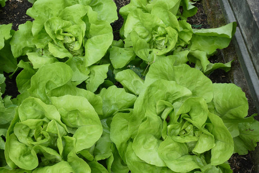 Lettuce Seeds 'Tom Thumb'