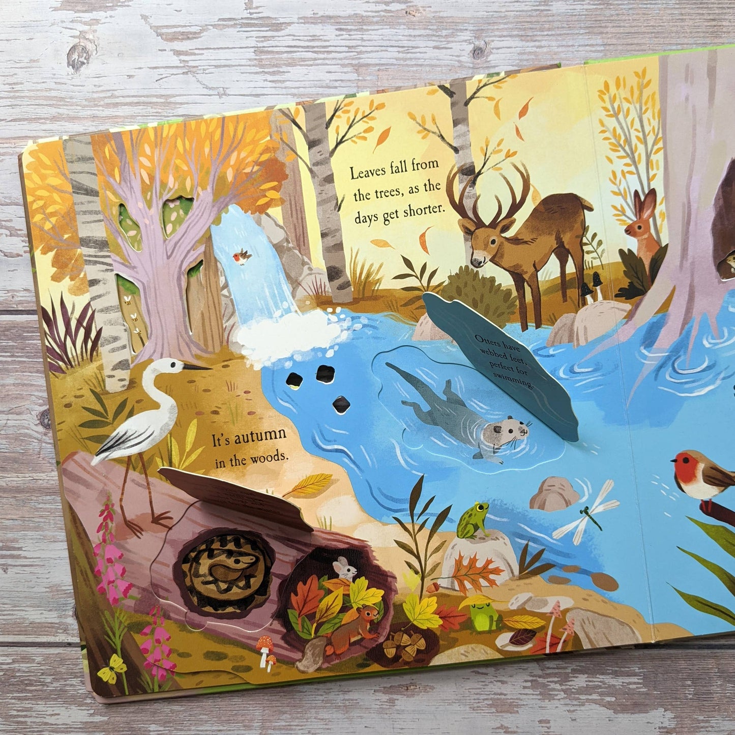 Nature Die Cut Book - Woods