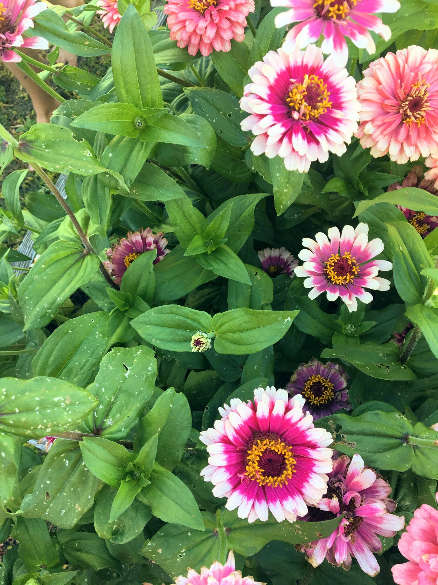 Zinnia Seeds 'Ice Queen'