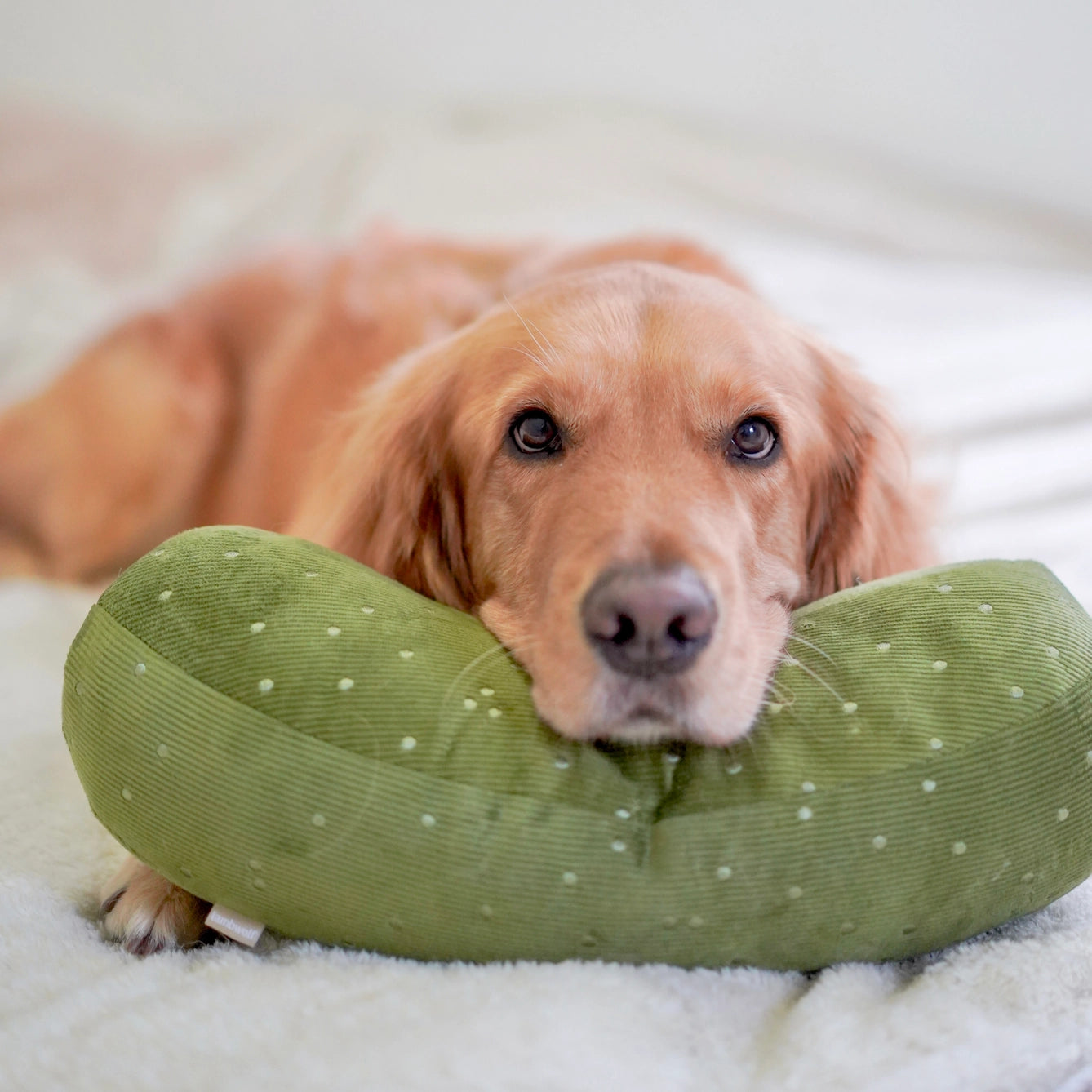 Giant Pickle Dog Enrichment Toy