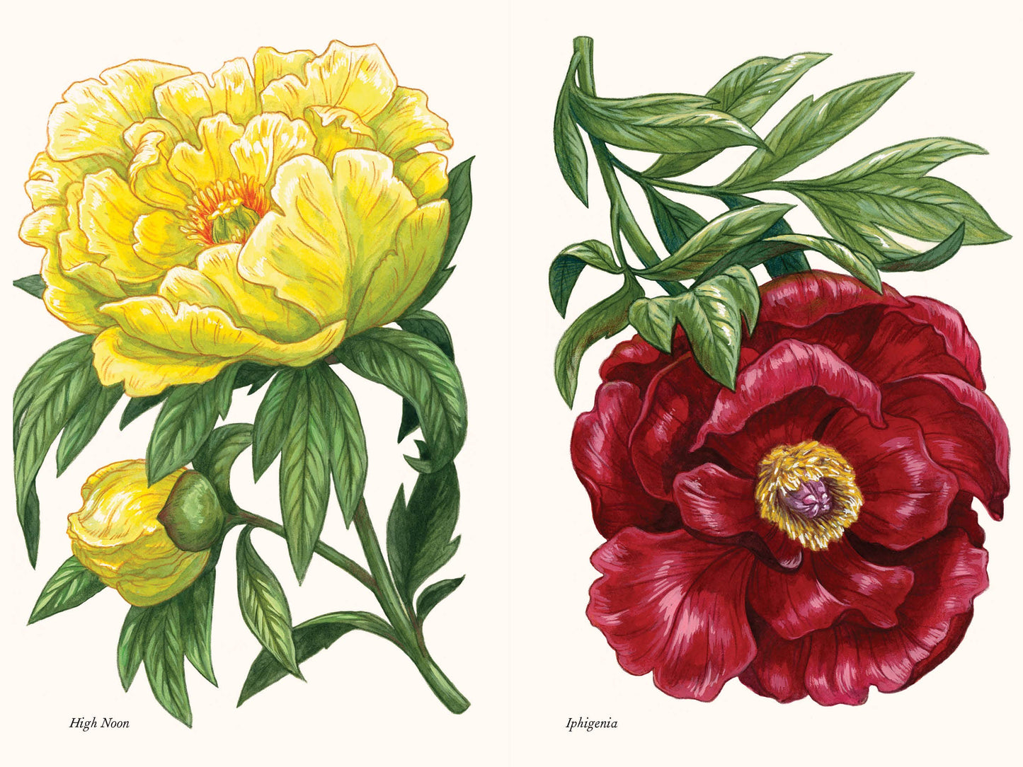 A Little Book of Flowers: Peonies