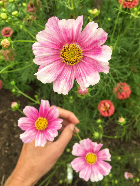 Cosmos 'Daydream' Flower Seeds