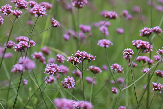 Purpletop Verbena Flower Seeds