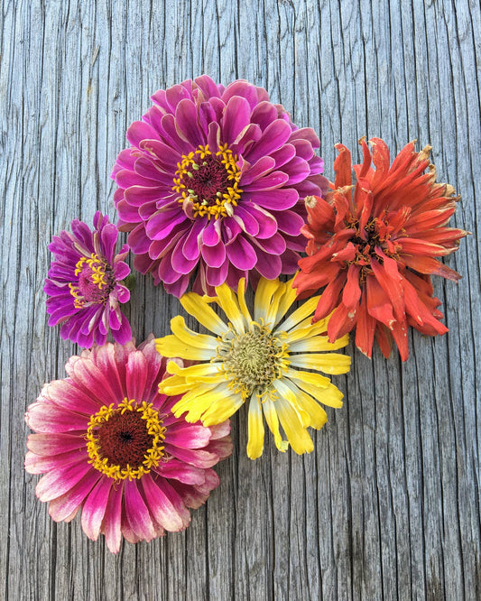 Zinnia Seeds 'Dahlia Mix'