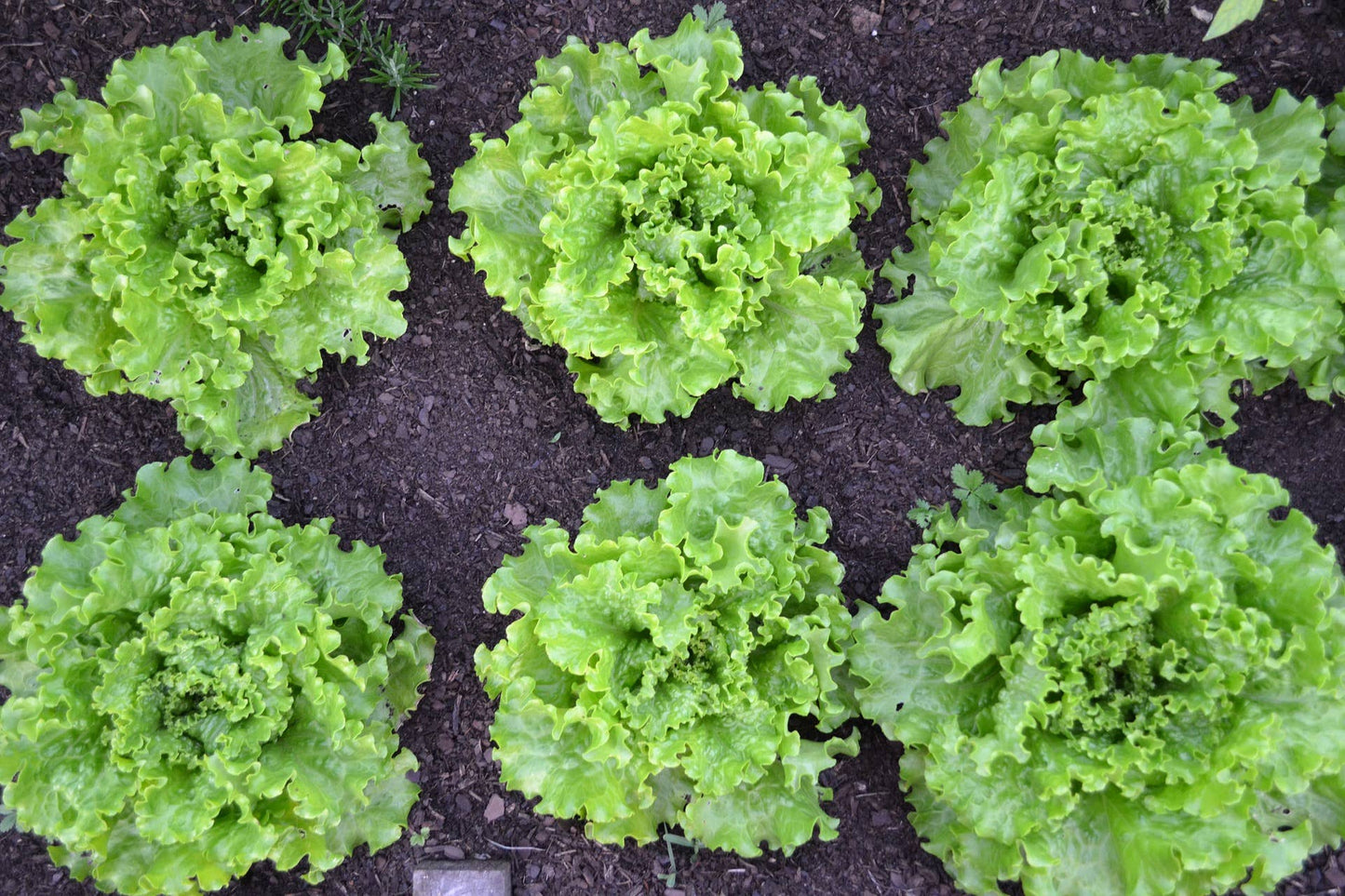 Lettuce Seeds 'Green Ice'