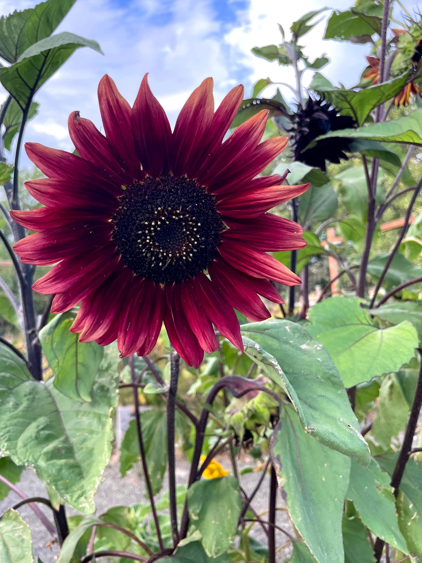 Sunflower 'Chocolate Cherry' Seeds