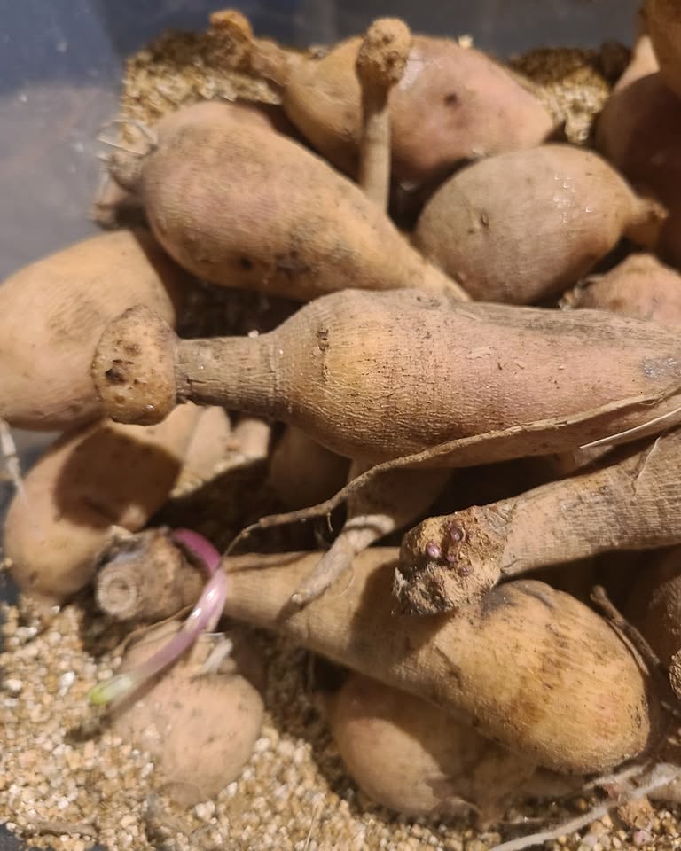 Thursday, October 29th at 6pm Dahlia Tuber workshop