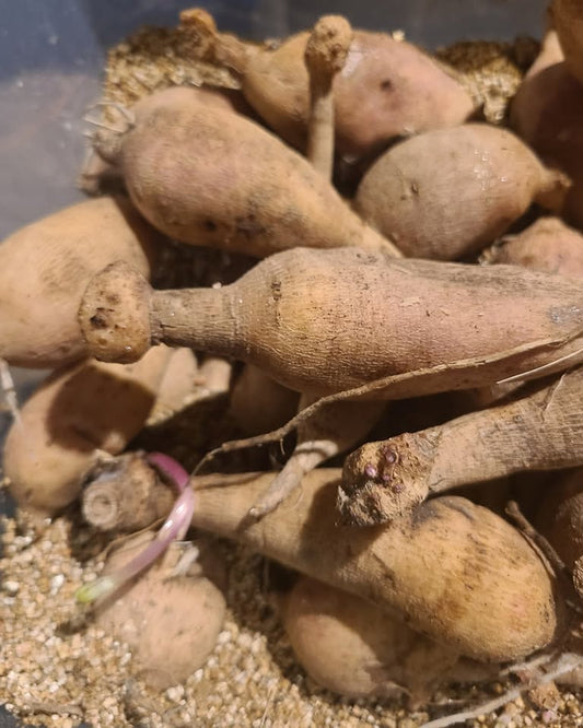 Thursday, October 29th at 6pm Dahlia Tuber workshop
