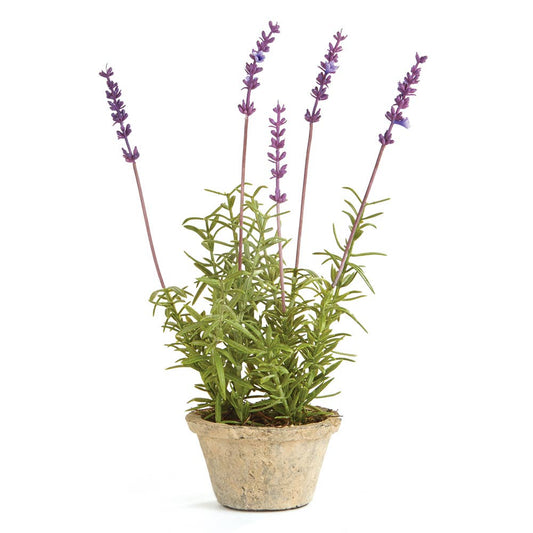 French Lavender Potted 12.5"