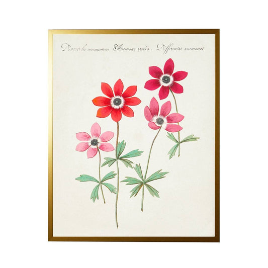 Vintage Bookplate With Pink Anemones